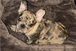 Blossom - French Bulldog for sale