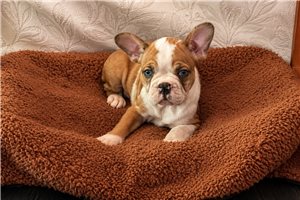 Barbie - French Bulldog for sale