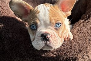 Barbie - French Bulldog for sale