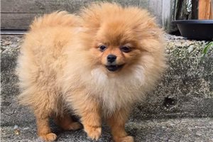 Cadette - puppy for sale