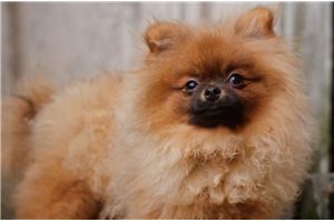 Cadence - Pomeranian for sale