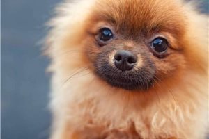 Cadence - puppy for sale