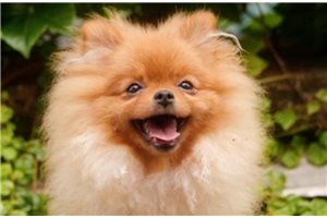Cadette - Pomeranian for sale