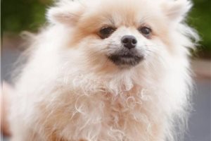 Cadey - Pomeranian for sale