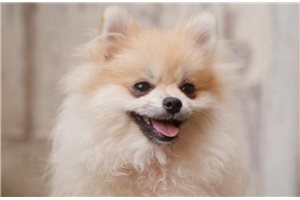 Cadey - Pomeranian for sale