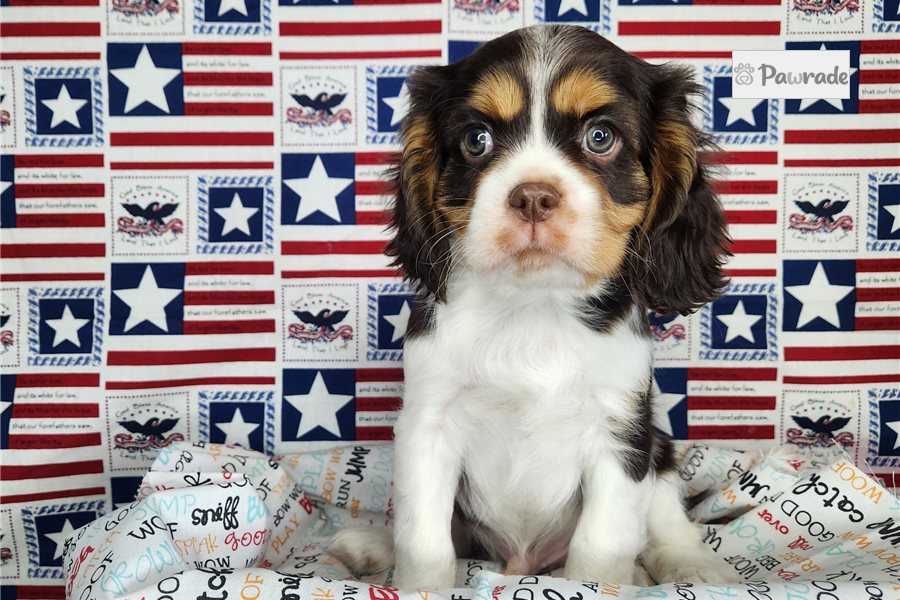 Austin, male Cavalier King Charles Spaniel puppy for sale