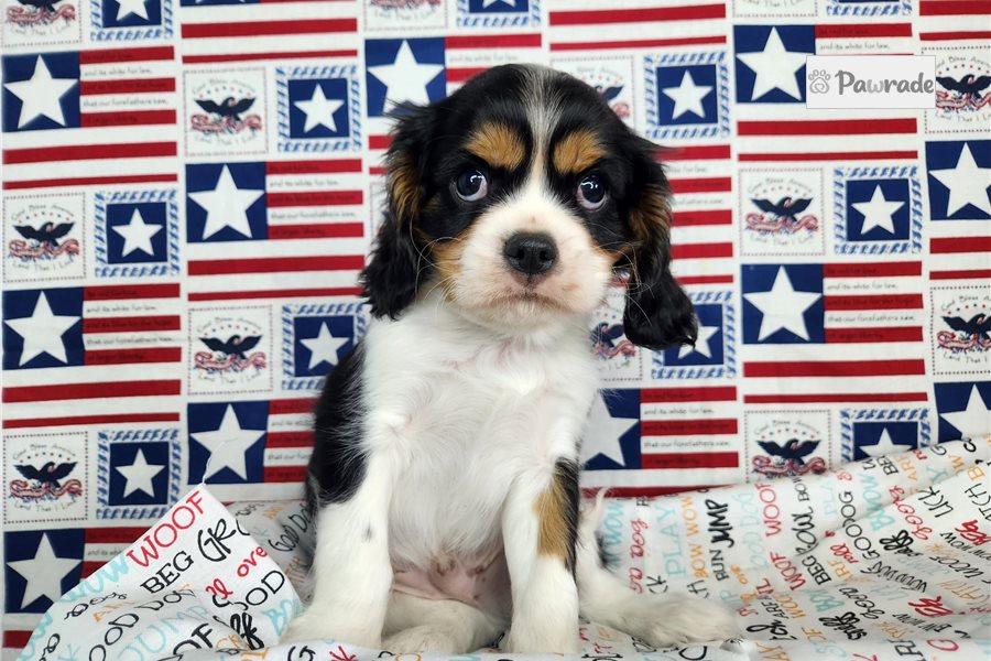 Atticus - Cavalier King Charles Spaniel for sale