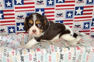Austin - Cavalier King Charles Spaniel for sale