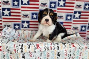 Atticus - Cavalier King Charles Spaniel for sale