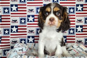 Austin - Cavalier King Charles Spaniel for sale