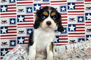 Atticus - Cavalier King Charles Spaniel for sale