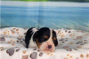 Atticus - Cavalier King Charles Spaniel for sale