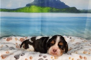 Austin - puppy for sale