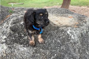 Bingo - puppy for sale