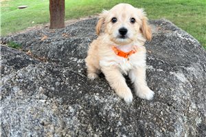 Bishop - Yorkiepoo - Yorkie Poo for sale