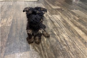 Breslin, a Yorkiepoo puppy