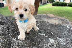 Beta - Yorkiepoo - Yorkie Poo for sale
