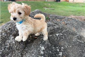 Beta - Yorkiepoo - Yorkie Poo for sale