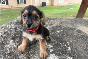 Bill - Yorkiepoo - Yorkie Poo for sale
