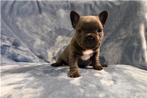 Abigail - puppy for sale