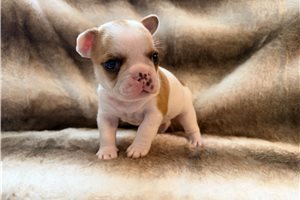 Benji - puppy for sale