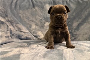 Atlas - French Bulldog for sale