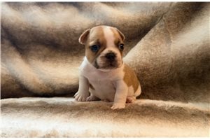 Blake - French Bulldog for sale