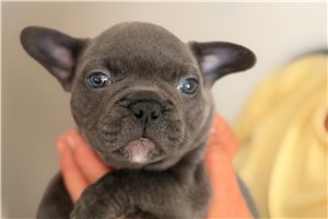 Archer - French Bulldog for sale