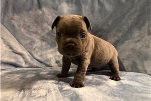 Atlas - French Bulldog for sale