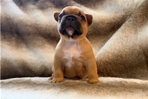 Boston - puppy for sale