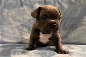 Archer - puppy for sale