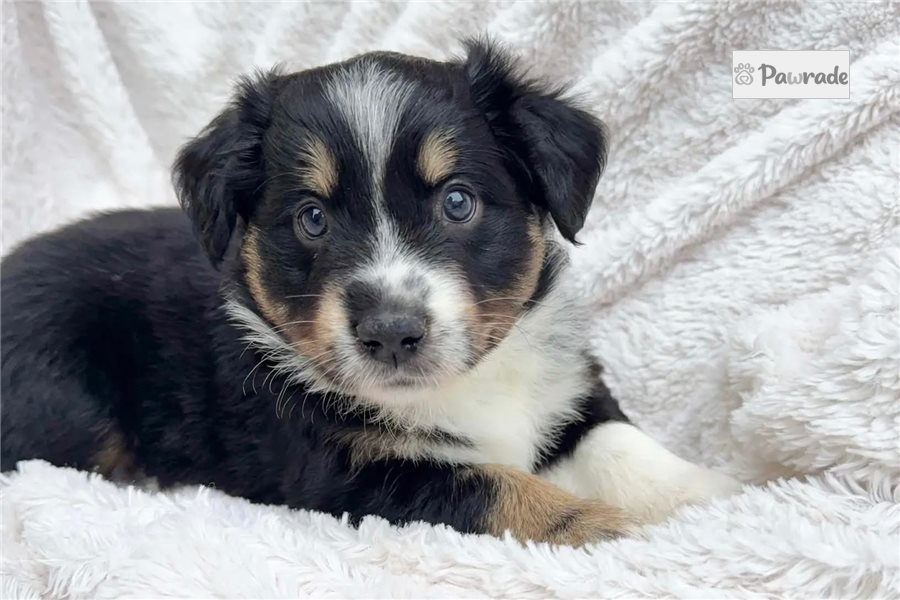 Ainsley - Miniature Australian Shepherd for sale
