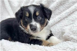 Ainsley, a Miniature Australian Shepherd puppy
