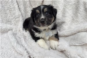 Addison - Miniature Australian Shepherd for sale