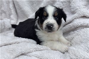 Amelia - puppy for sale