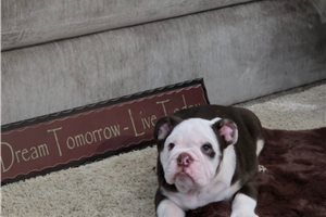 Indie - puppy for sale