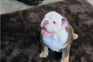 Imani - puppy for sale