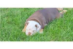 Imani - Bulldog for sale