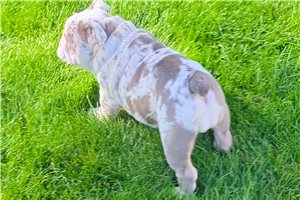 Irving - Bulldog for sale