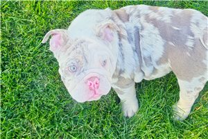 Icon - Bulldog for sale