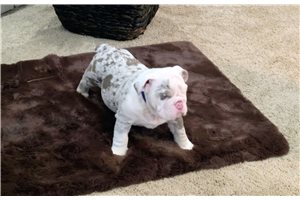 Icon - puppy for sale