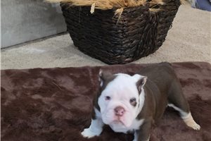 Indie - Bulldog for sale