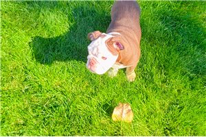 Iggy, a Bulldog puppy