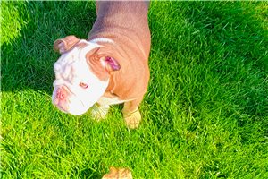 Iggy - Bulldog for sale