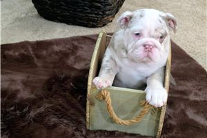 Iris - Bulldog for sale