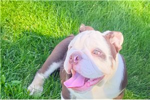 Indie - Bulldog for sale