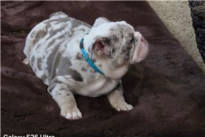 Irving - puppy for sale