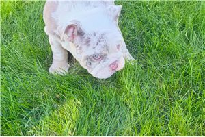 Iris - Bulldog for sale