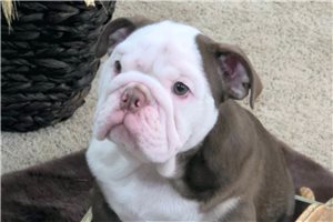 Iggy - puppy for sale