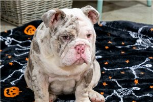 Icon - Bulldog for sale